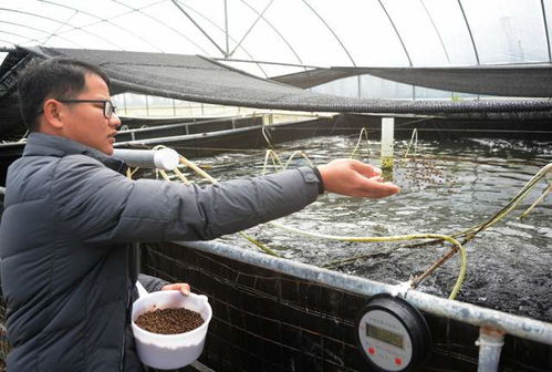 湖南瀏陽創(chuàng)循環(huán)水微生物科技養(yǎng)殖 南美白對蝦 和鱸魚新模式