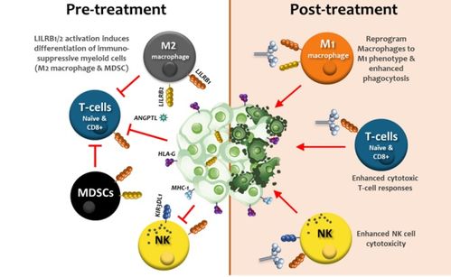 瑞士生物科技公司immunos therapeutics基于人類白細胞抗原變體開發免疫調節蛋白,用于癌癥治療并重塑腫瘤微環境 瑞士創新100強